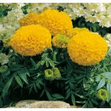 African Marigolds